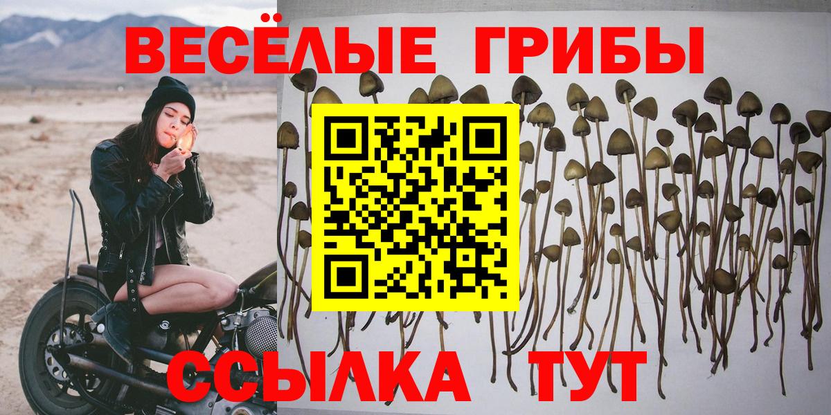 Псилоцибиновые грибы Psilocybe Кузнецк